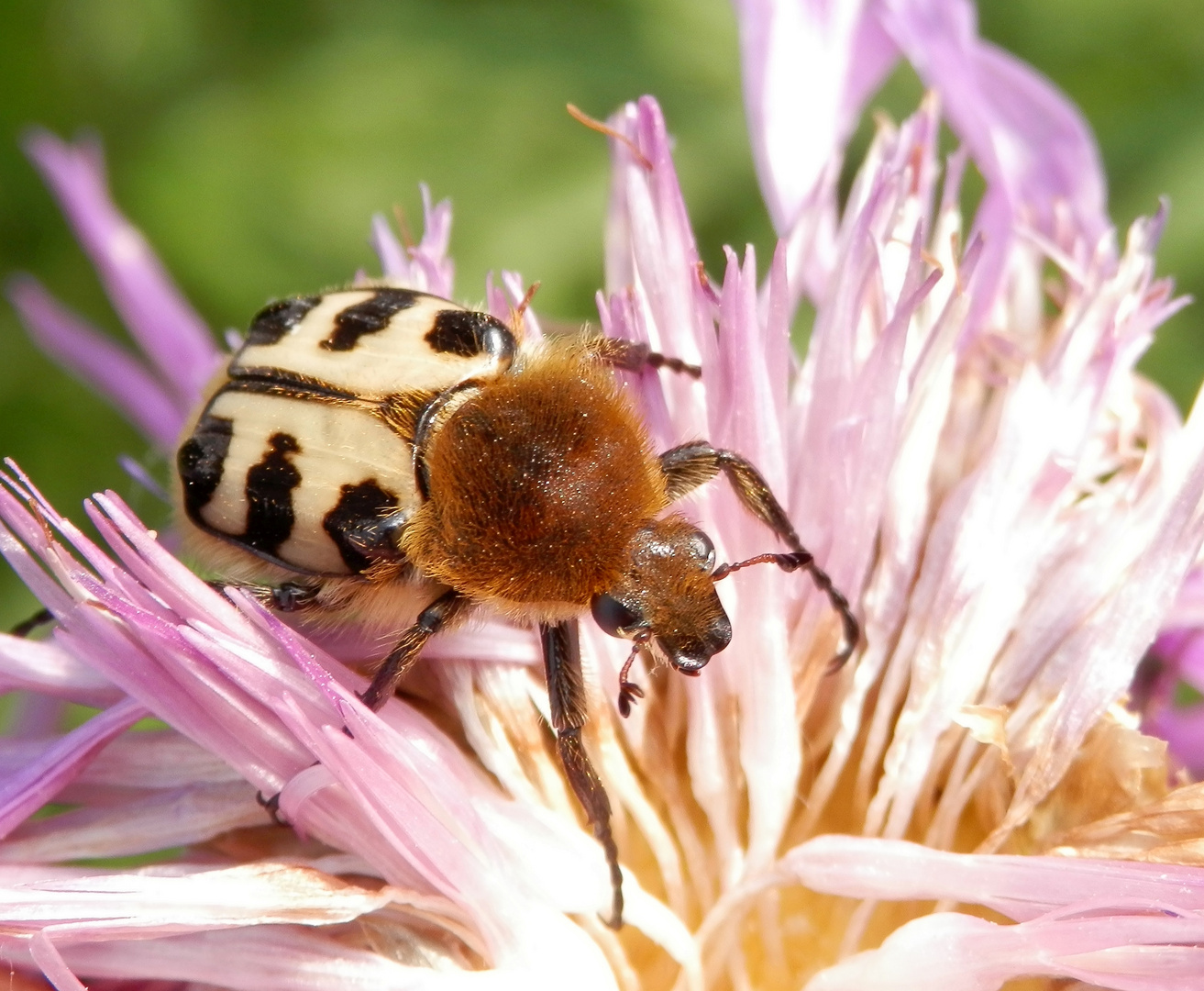 Glattschieniger Pinselkäfer (Trichius zonatus) auf Flockenblume