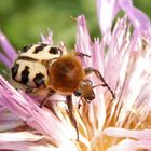 Glattschieniger Pinselkäfer (Trichius zonatus) auf Flockenblume