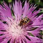 Glattschieniger Pinselkäfer (Trichius zonatus) auf Flockenblume