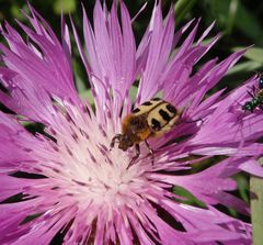 Glattschieniger Pinselkäfer (Trichius zonatus) auf Flockenblume