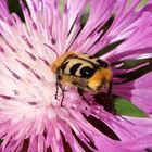 Glattschieniger Pinselkäfer (Trichius zonatus) auf Flockenblume