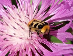 Glattschieniger Pinselkäfer (Trichius zonatus) auf Flockenblume