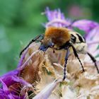 Glattschieniger Pinselkäfer (Trichius zonatus) auf Flockenblume