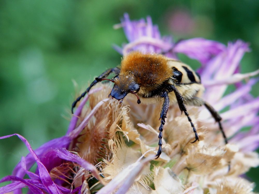 Glattschieniger Pinselkäfer (Trichius zonatus) auf Flockenblume