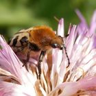 Glattschieniger Pinselkäfer (Trichius zonatus) auf Flockenblume