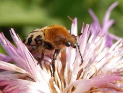 Glattschieniger Pinselkäfer (Trichius zonatus) auf Flockenblume