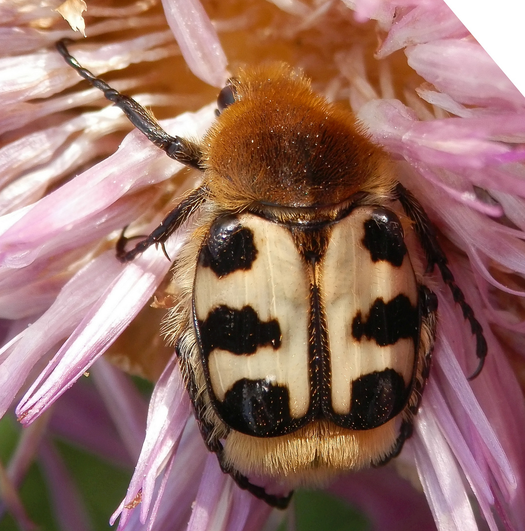 Glattschieniger Pinselkäfer (Trichius zonatus) auf Flockenblume