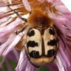 Glattschieniger Pinselkäfer (Trichius zonatus) auf Flockenblume