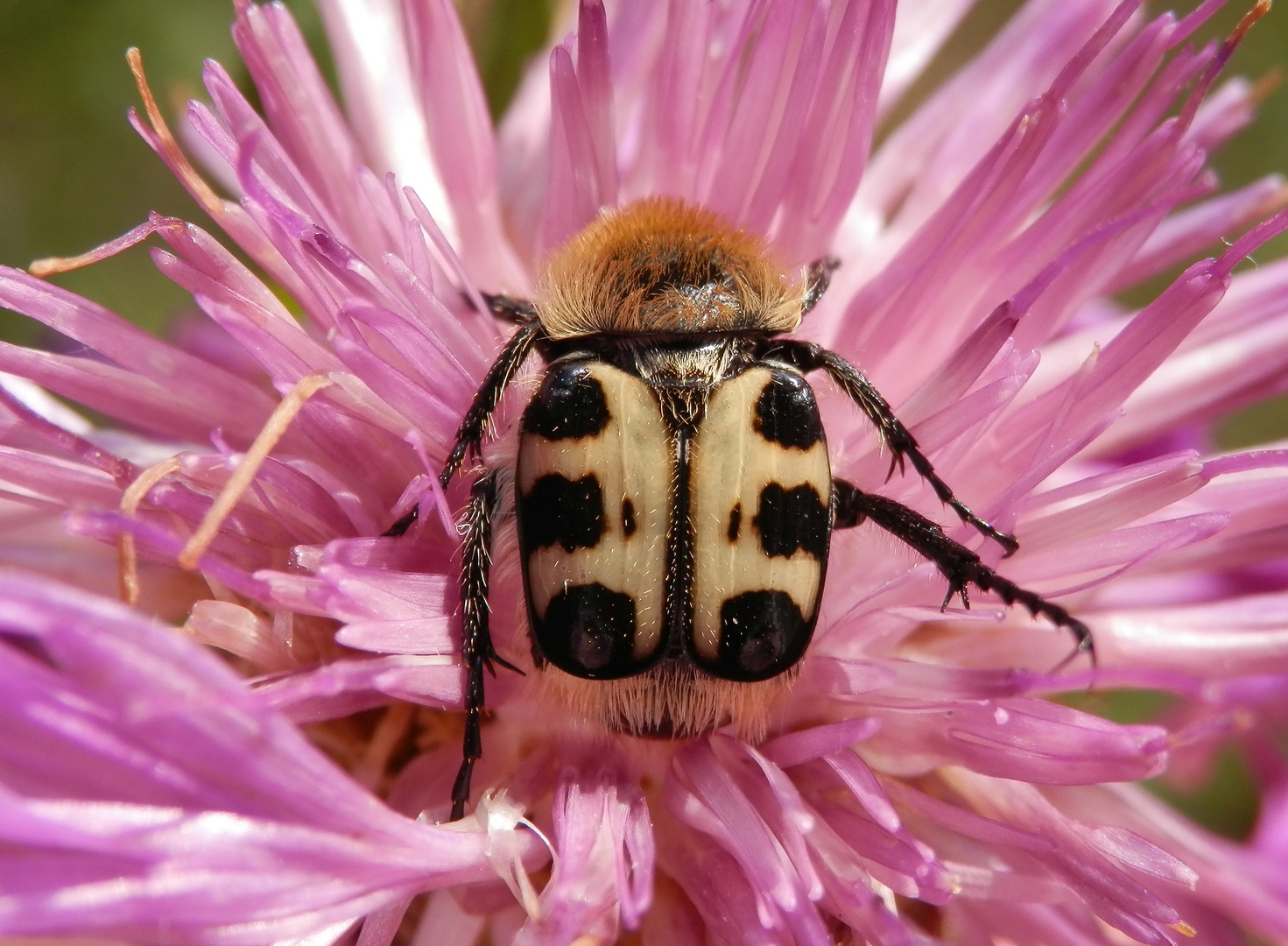 Glattschieniger Pinselkäfer (Trichius zonatus) auf Flockenblume