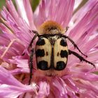 Glattschieniger Pinselkäfer (Trichius zonatus) auf Flockenblume