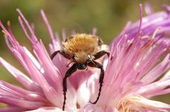 Glattschieniger Pinselkäfer (Trichius zonatus) auf Flockenblume