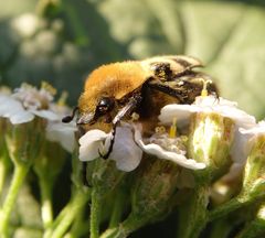 Glattschieniger Pinselkäfer (Trichius zonatus)