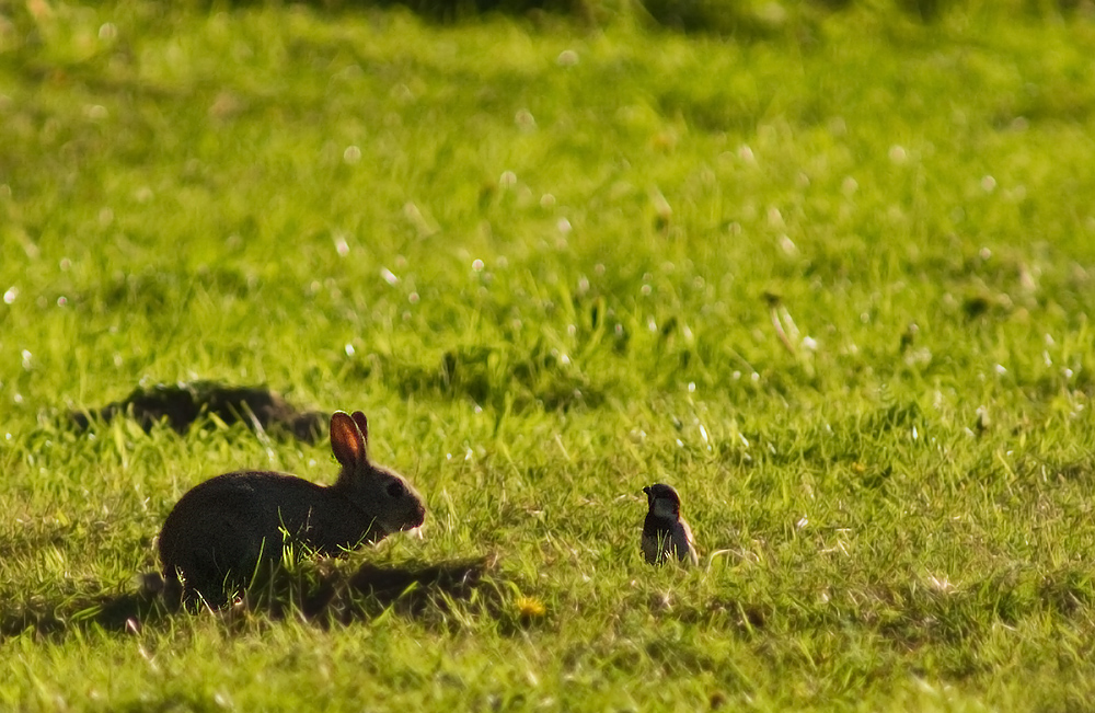 Glaub mir, mein Hase...