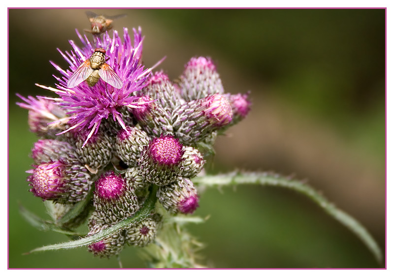 glaub ne Distel...