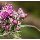 glaub ne Distel...