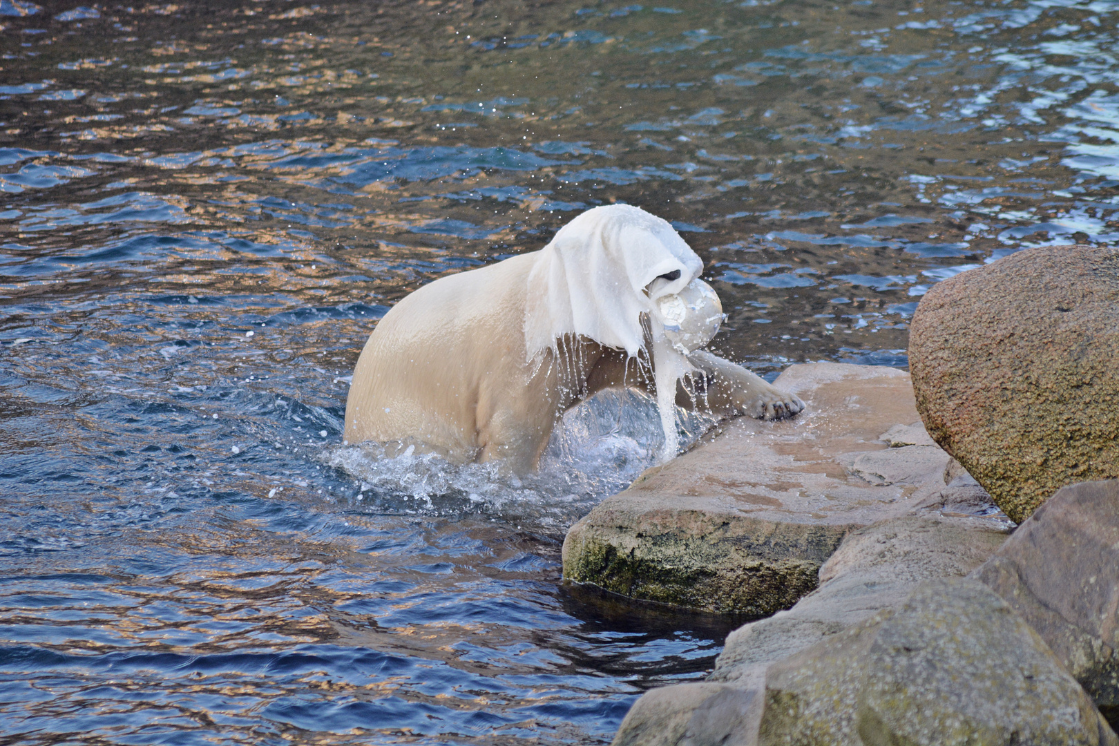 glaubt es oder nicht aber auf diesem bild ist tatsächlich ein eisbär