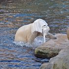 glaubt es oder nicht aber auf diesem bild ist tatsächlich ein eisbär