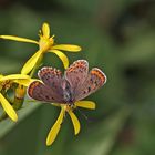 Glaubt man dem Ulmer Naturfürer "Schmetterlinge,die Tagfalter Deutschlands"...