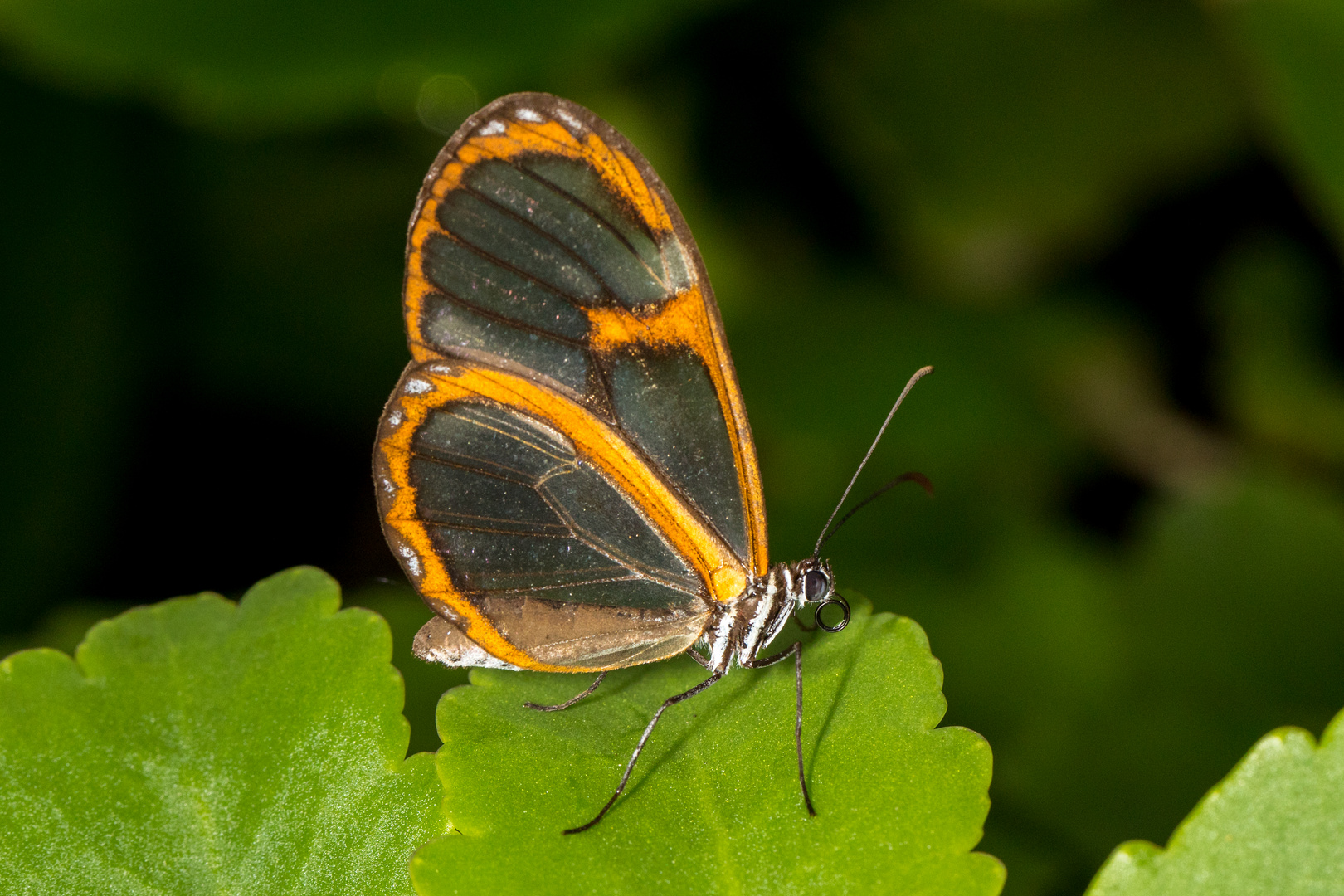 Glauca Glasswing (Pteronymia glauca)