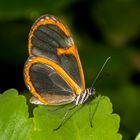 Glauca Glasswing (Pteronymia glauca)