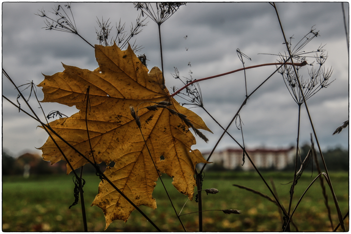 Glauchauer Herbst