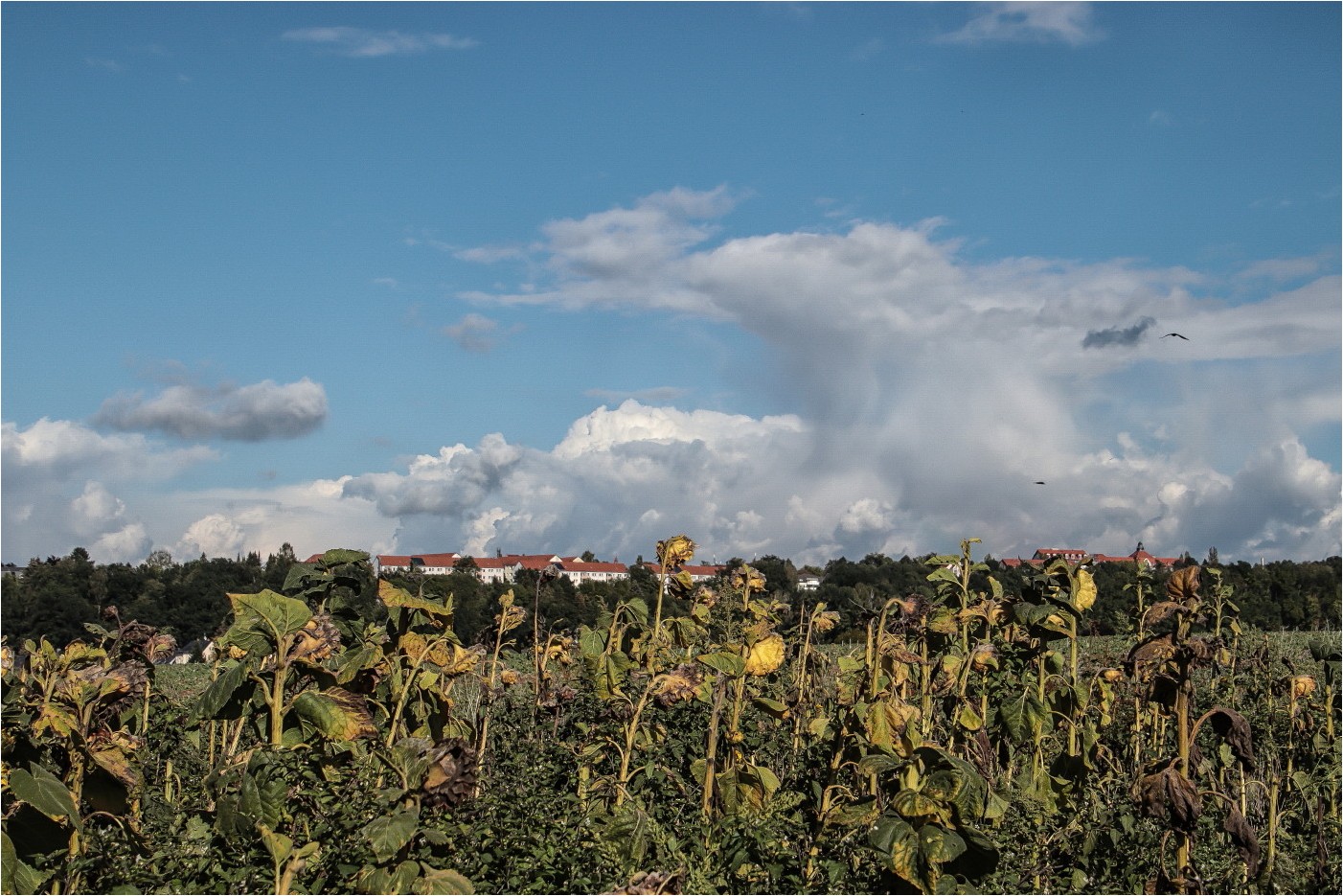 Glauchauer Sonnenblumen