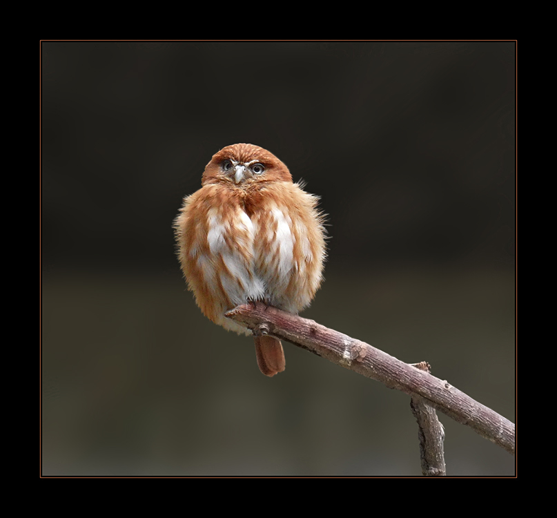 Glaucidium brasilianum - Brasilianischer Sperlingskautz