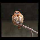 Glaucidium brasilianum - Brasilianischer Sperlingskautz