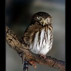 Glaucidium brasilianum - Brasilianischer Sperlingskautz