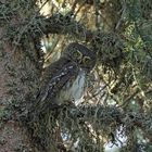 Glaucidium passerinum