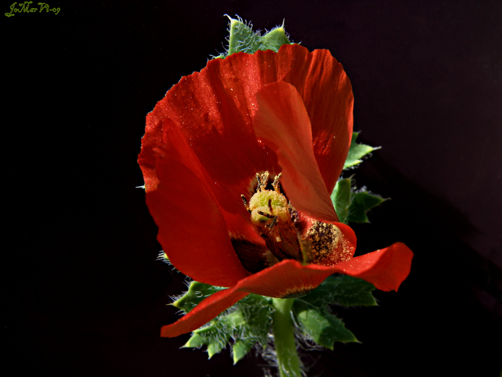 Glaucium Corniculatum también llamada Lagartera