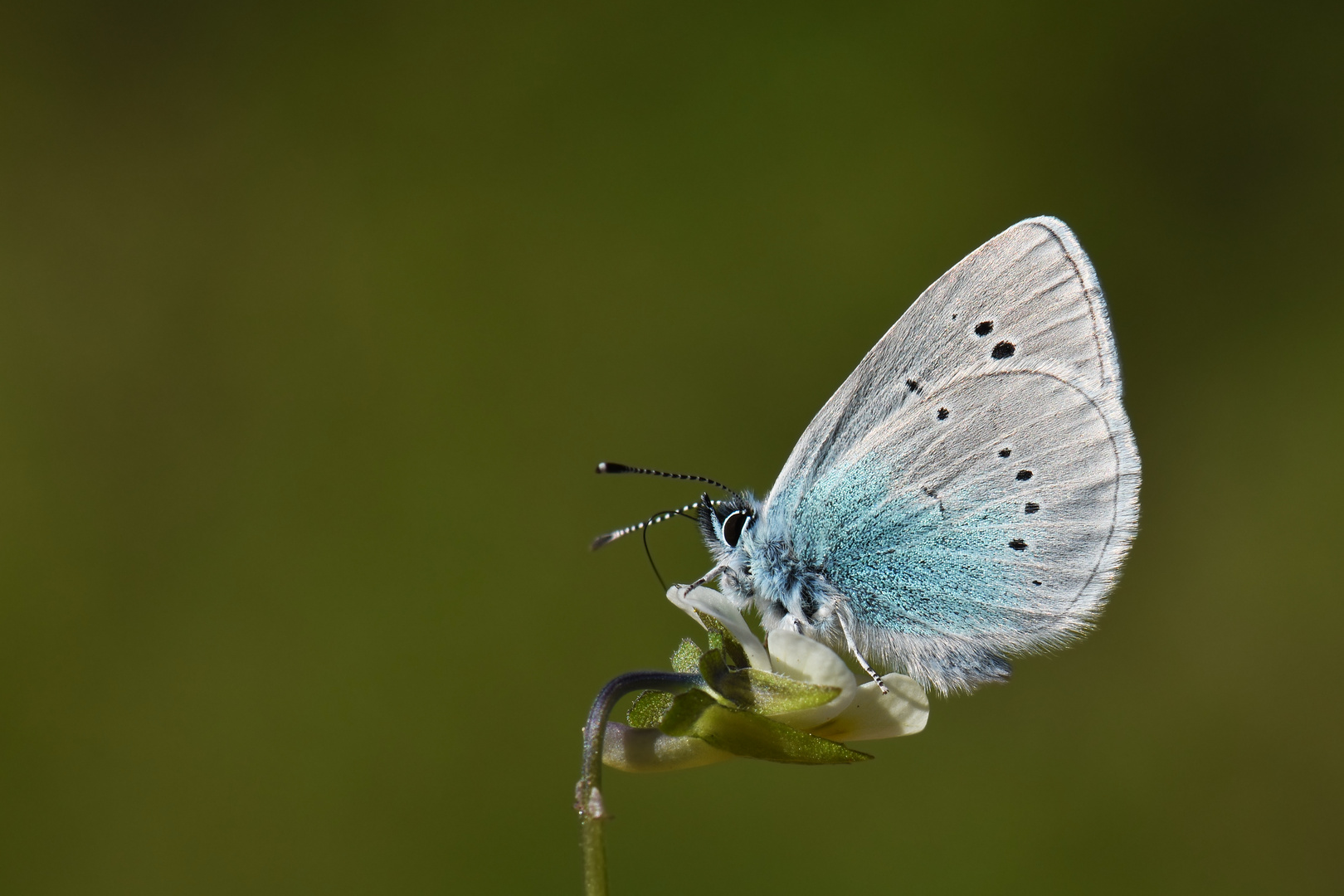 Glaucopsyche alexis » Green-Underside Blue