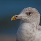 Glaucous gull