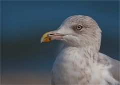 Glaucous gull