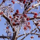 Glazed crabapples