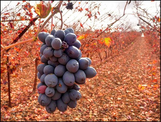 Gleanings (reserved for poor)