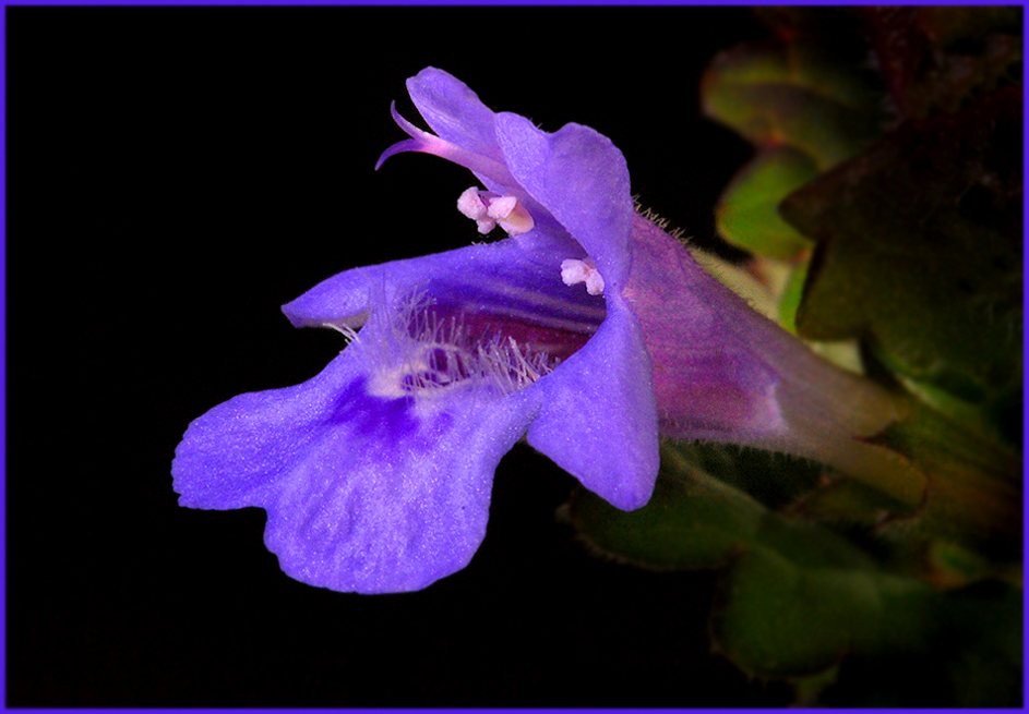 Glechoma hederacea