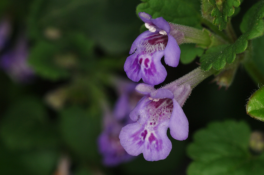 Glechoma hederacea