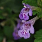 Glechoma hederacea