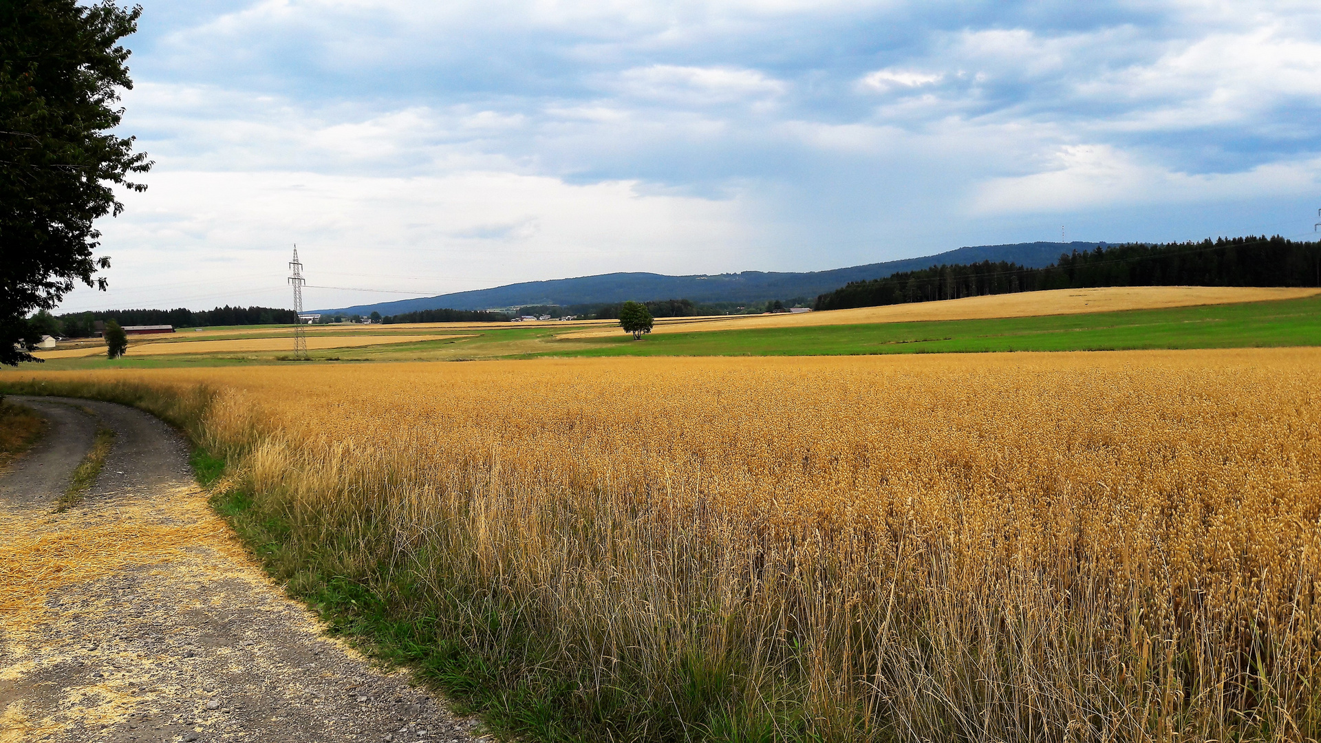 Gleich beginnt die Ernte wie gegenüberliegende Wegseite