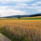 Gleich beginnt die Ernte wie gegenüberliegende Wegseite