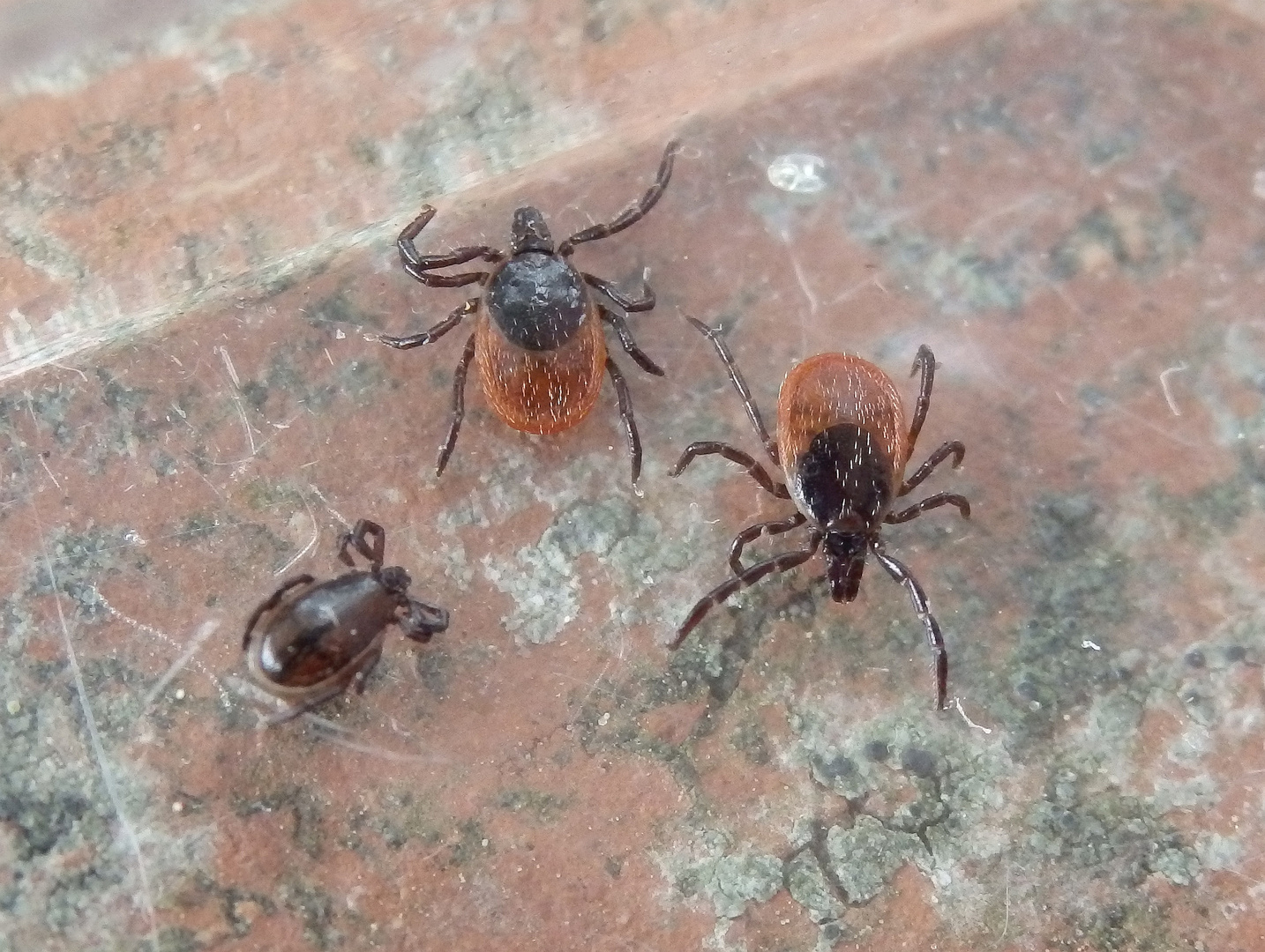 Gleich drei Zecken (Ixodes ricinus) an einem Tag im Garten erwischt