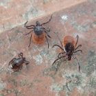 Gleich drei Zecken (Ixodes ricinus) an einem Tag im Garten erwischt