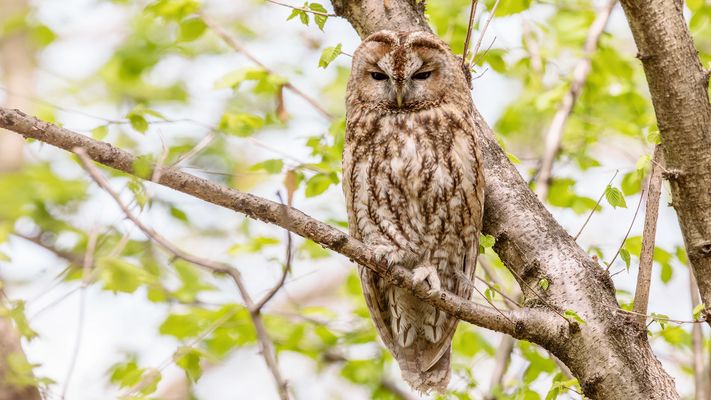 Gleich fallen ihm die Augen zu.