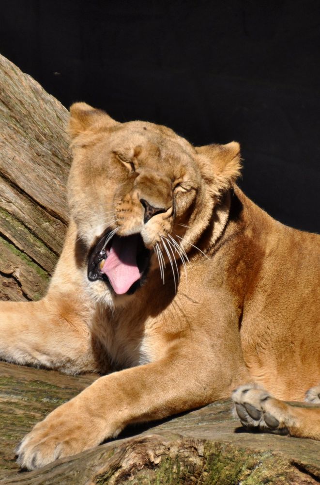 Gleich fallen mir die Augen zu Foto & Bild tiere, zoo, wildpark