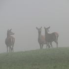 Gleich flüchten sie in den Nebel