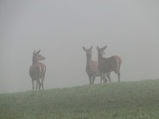 Gleich flüchten sie in den Nebel