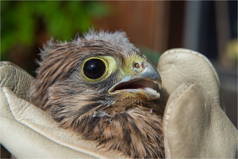 Gleich geht es zurück ins Nest