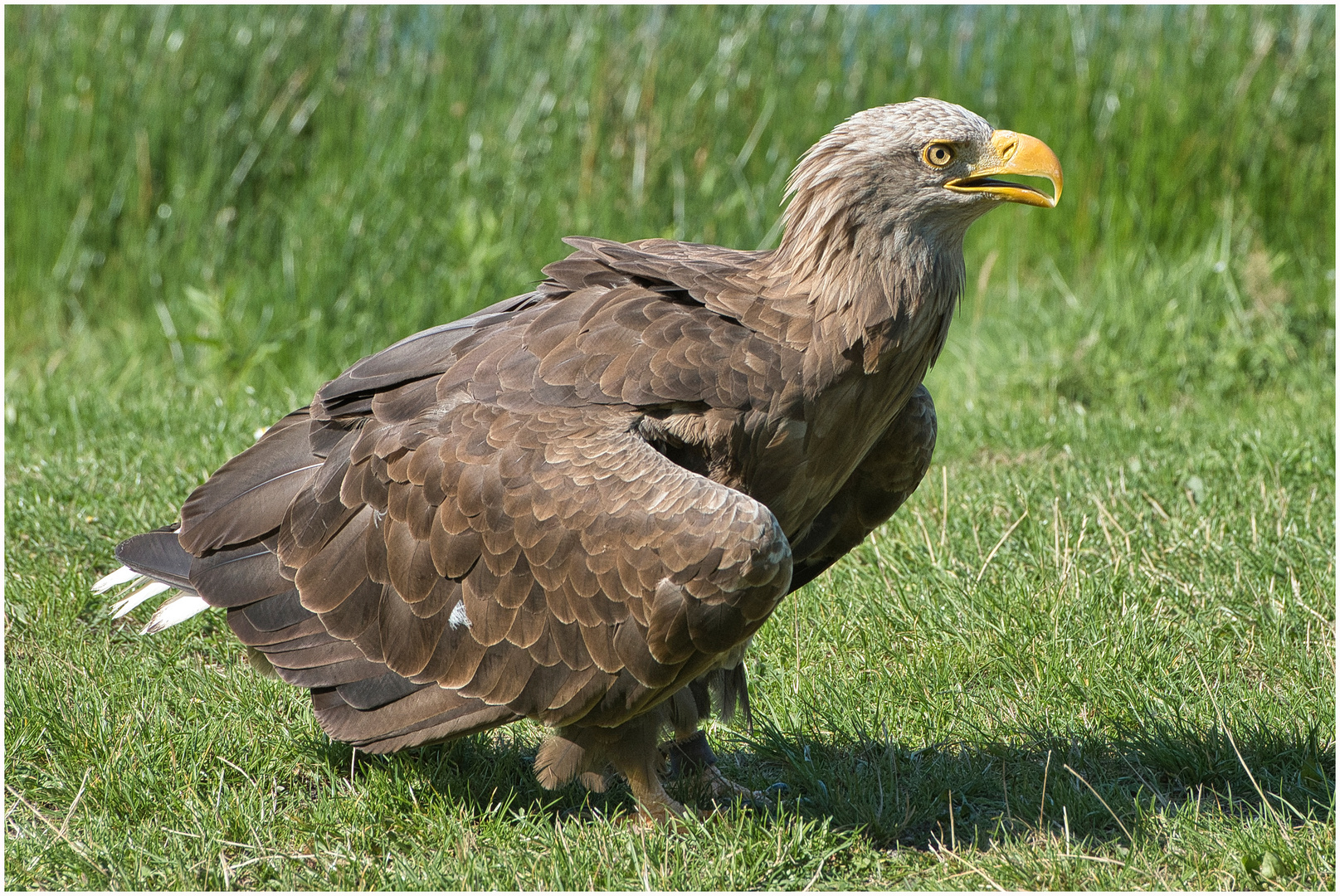 gleich-geht-s-los-foto-bild-natur-tiere-v-gel-bilder-auf