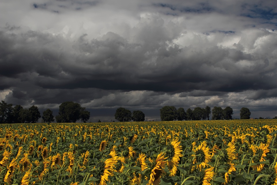 Gleich gibt´s was auf die Blüte...